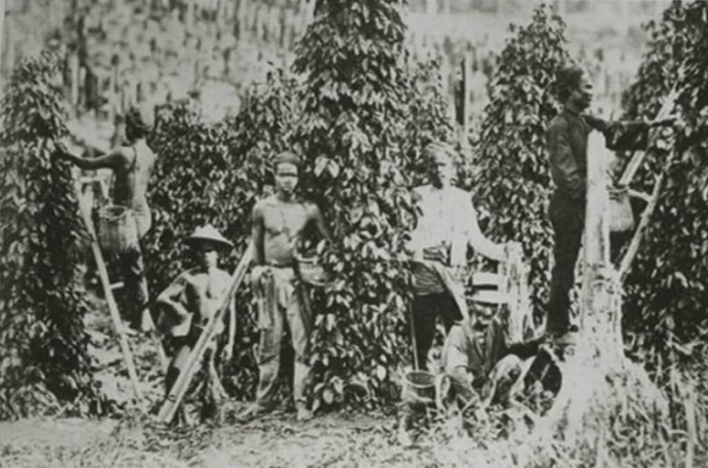 Penanaman-lada-hitam