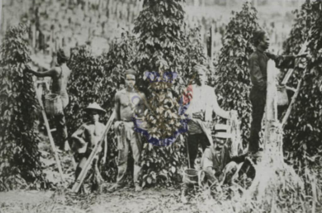 Penanaman-lada-hitam