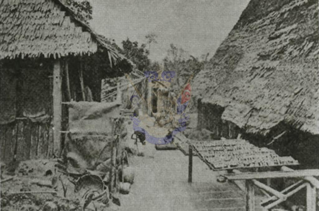 Proses-mengeringkan-daun-gambir